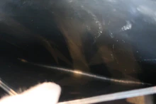 画像をギャラリービューアに読み込む, CHANEL/シャネル 2.55バイカラーチェーンショルダーバッグ ラムスキン ブラック/ホワイト/ゴールド金具 ショルダーバッグ 800020145