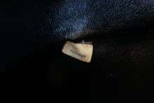 画像をギャラリービューアに読み込む, CHANEL/シャネル マドモアゼルチェーンショルダーバッグ キャビアスキン ブラック/ゴールド金具 ショルダーバッグ 800040073
